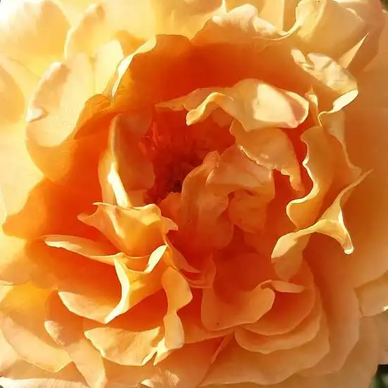 Comanda trandafiri online - Galben - trandafir pentru straturi Floribunda - trandafir cu parfum intens -  - Tim Hermann Kordes - ,-